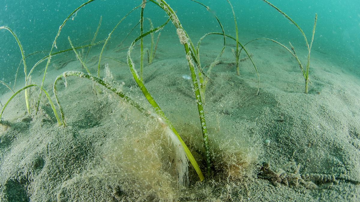 Zone Natura 2000, Cartham, Herbier, Plante marine - Mathieu Foulquié / Office français de la biodiversité 