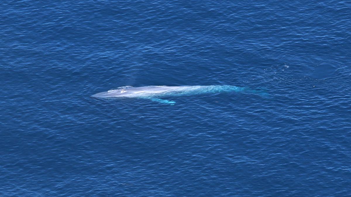 Baleine bleue (Balaenoptera musculus) observée lors de SCANS-IV dans le golfe de Gascogne (Ghislain Dorémus/Observatoire Pelagis)