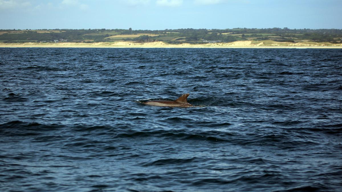 Grand dauphin (Tursiops truncatus) dans l’anse de Surtainville (Benjamin Guichard/OFB)