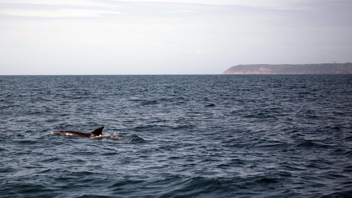 Grand dauphin (Tursiops truncatus) devant le cap de Flamanville (Benjamin Guichard/OFB)