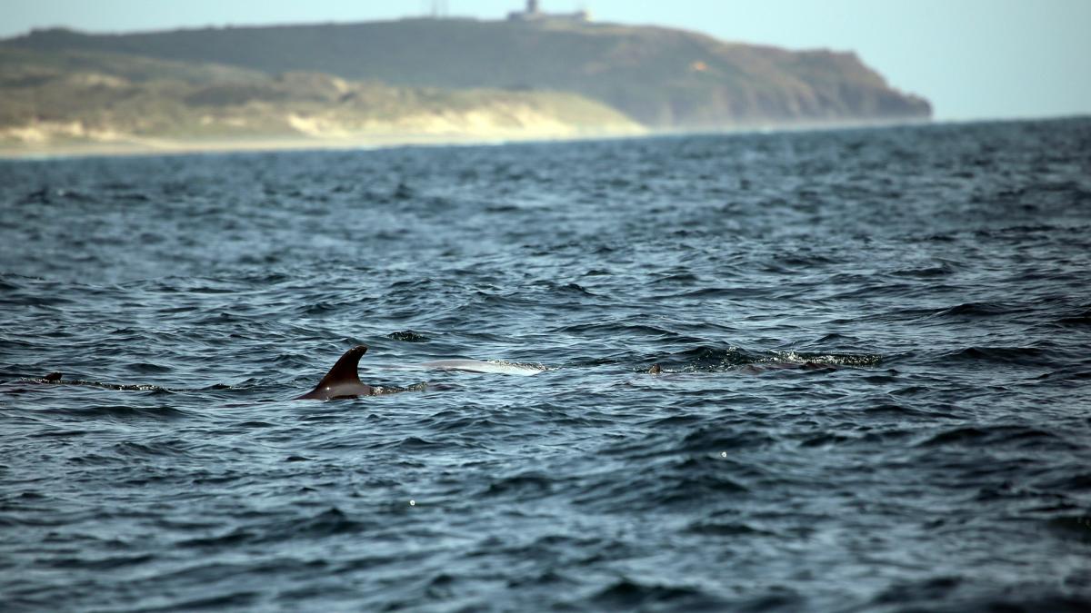 Grands dauphins (Tursiops truncatus) devant le cap de Carteret (Benjamin Guichard/OFB)