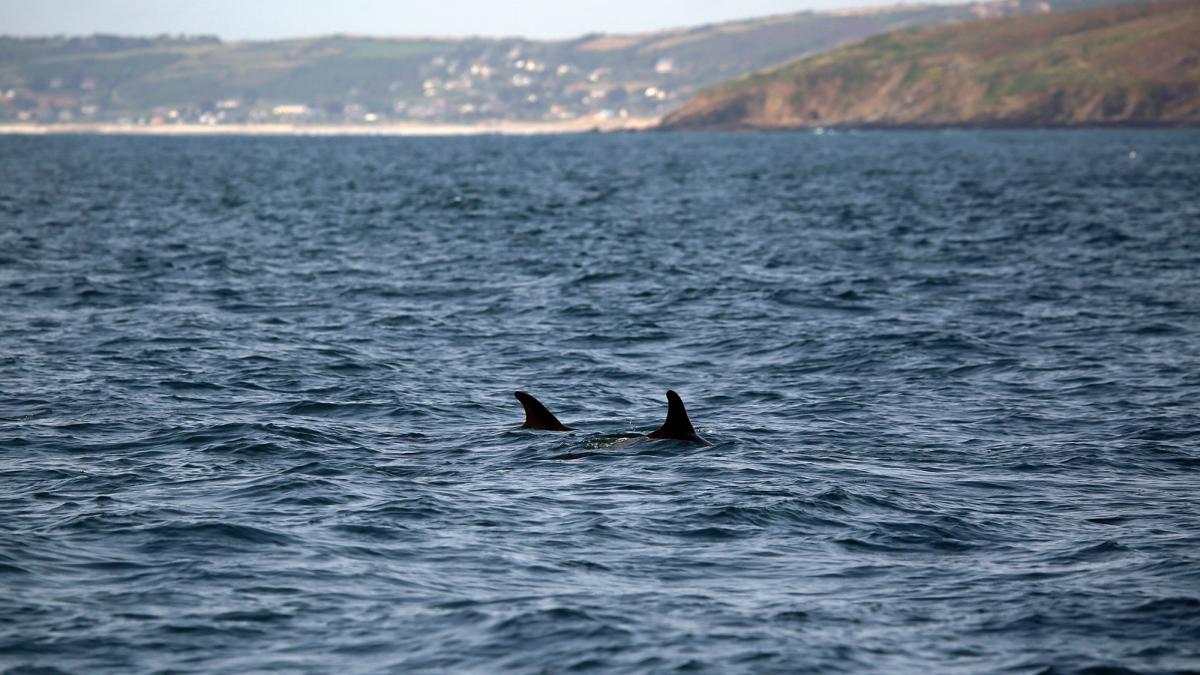 Grands dauphins (Tursiops truncatus) dans l’anse de Surtainville (Benjamin Guichard/OFB)