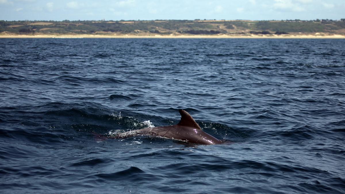 Grand dauphin (Tursiops truncatus) dans l’anse de Surtainville (Benjamin Guichard/OFB)