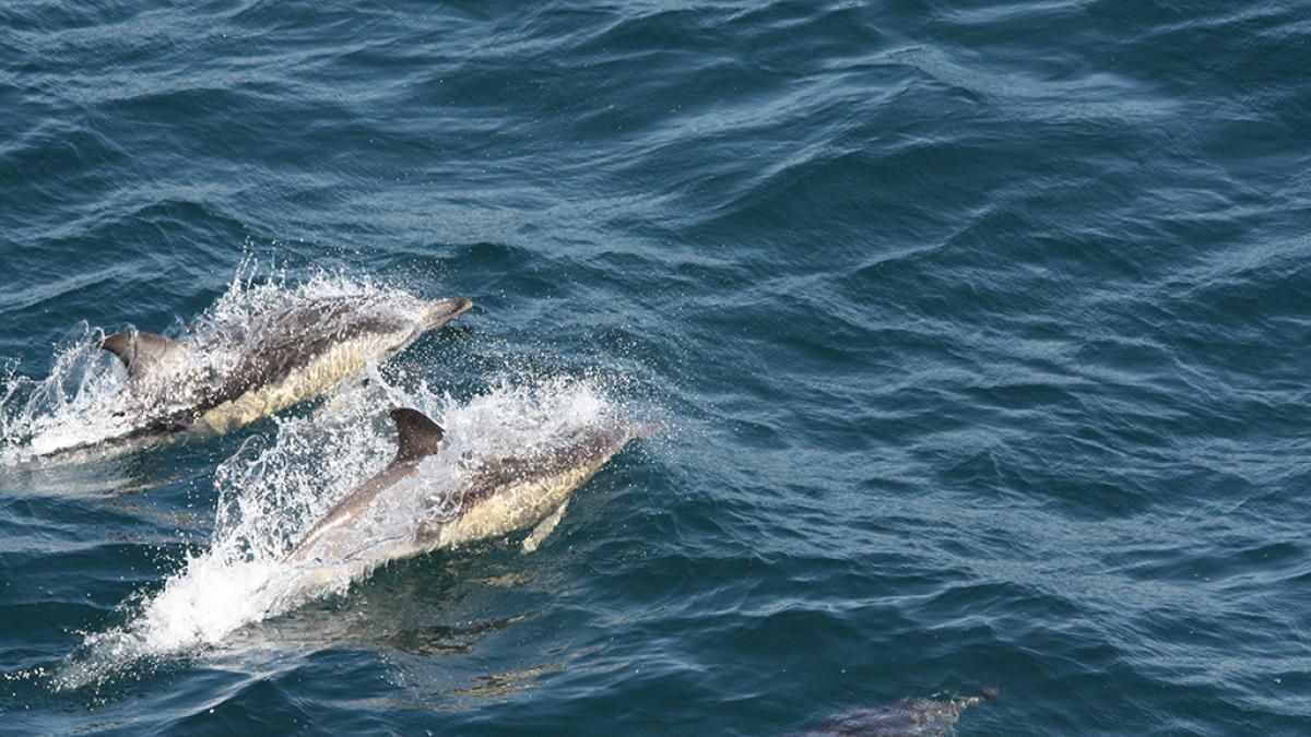 Dauphins communs longeant le Navire - Copyright Marc Duvilla / Office français de la biodiversité