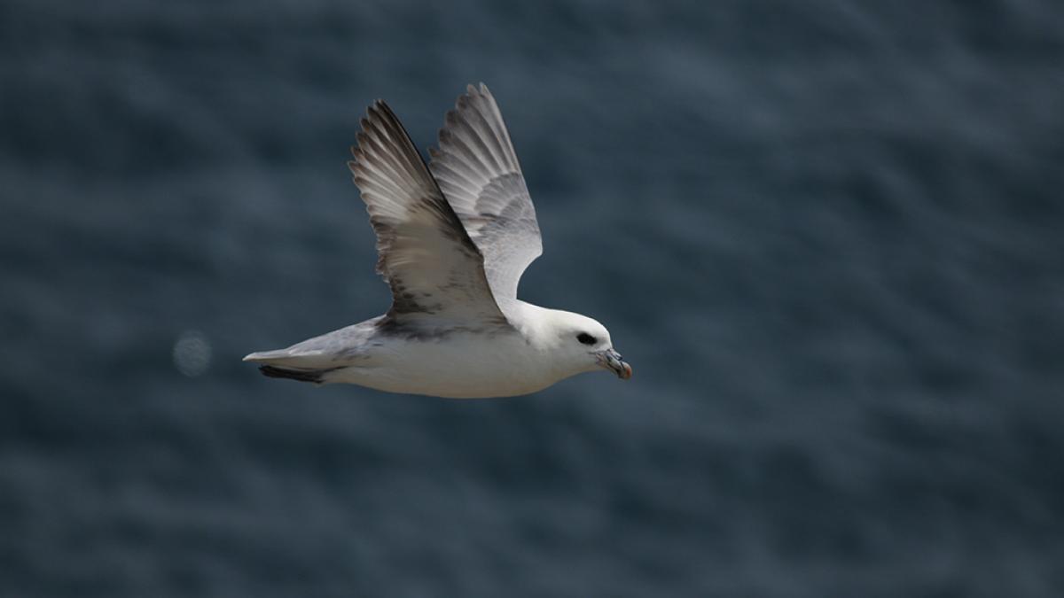 Fulmar boréal en vol - Sylvain Dromzée / Office français de la biodiversité