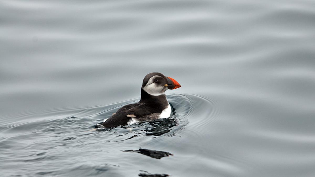 Ile de Sein; macareux moine - Mickaël Buanic / Office français de la biodiversité 