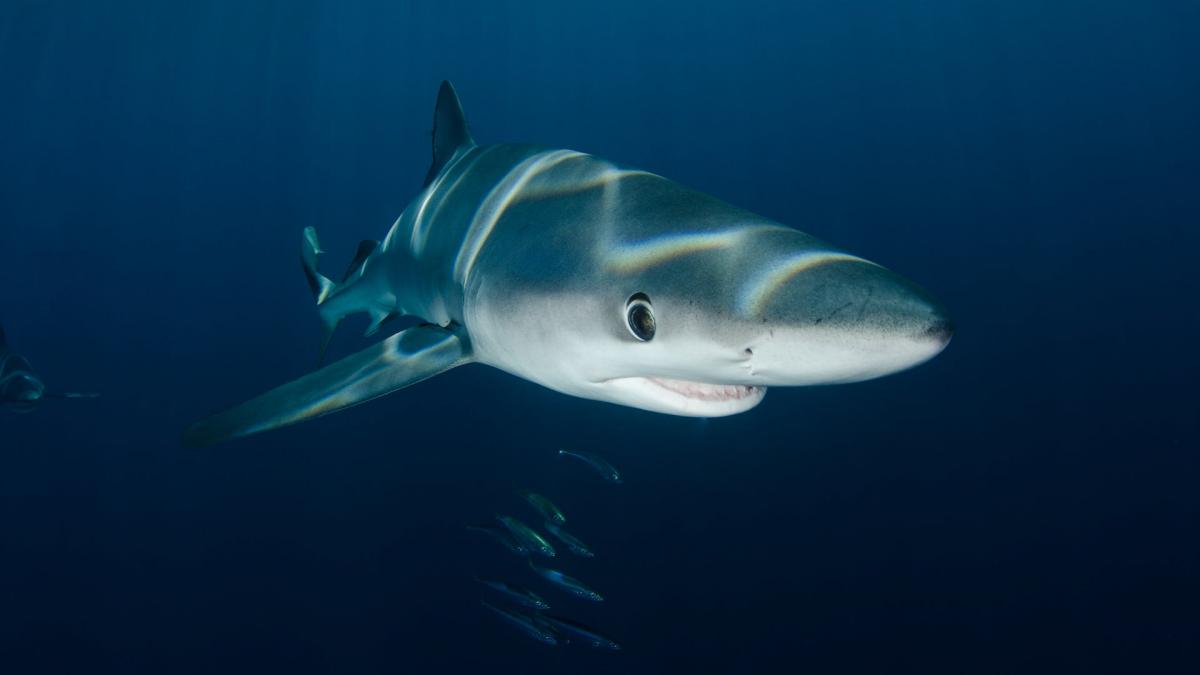 Requin peau bleue - Copyright Ben Phillips Pexels