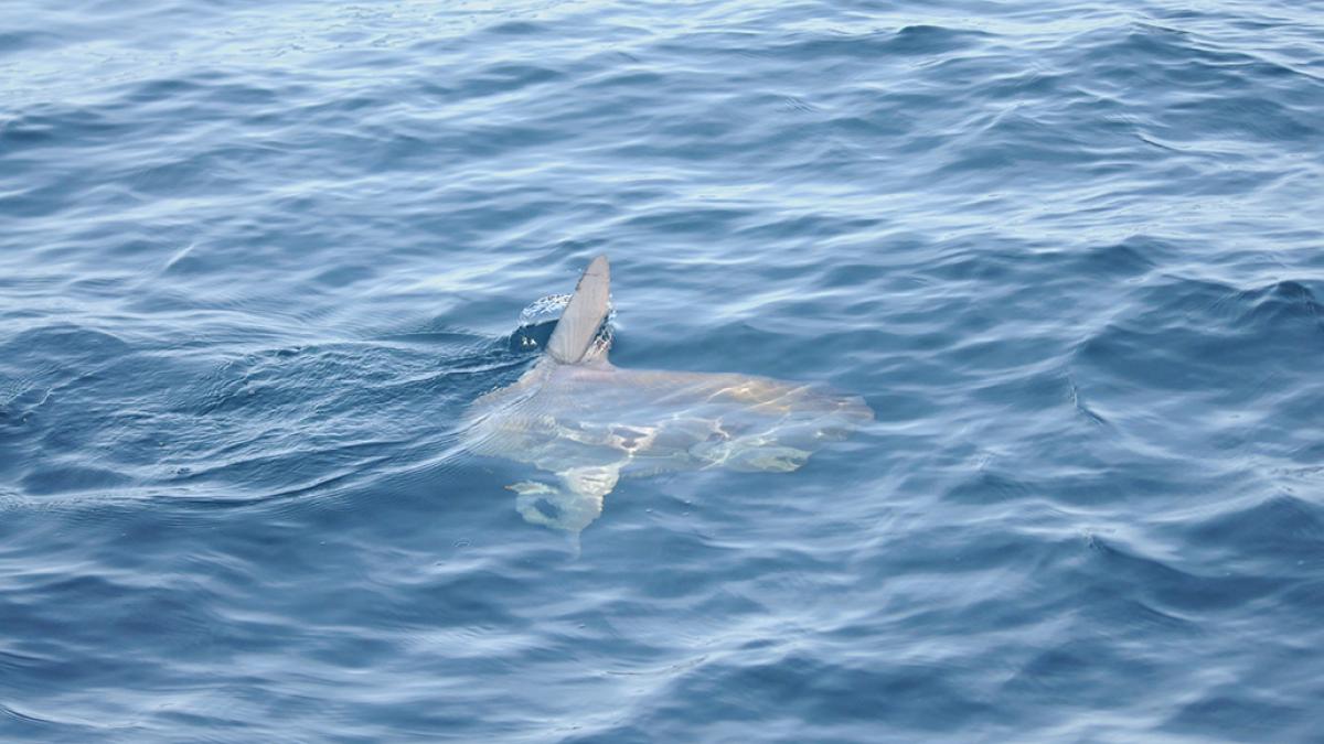 Poisson lune : Parc naturel marin d'Iroise, Mer d'Iroise - Copyright Mickaël Buanic / Office français de la biodiversité 