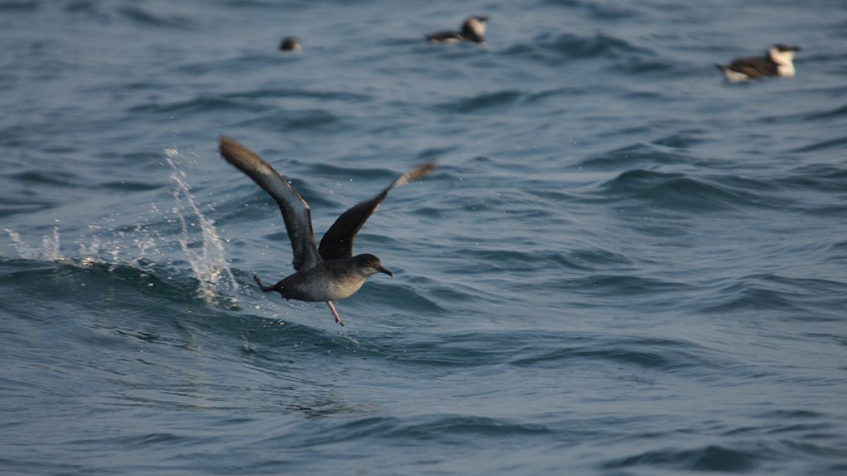 Puffin des baléares - Mickaël Buanic / Office français de la biodiversité