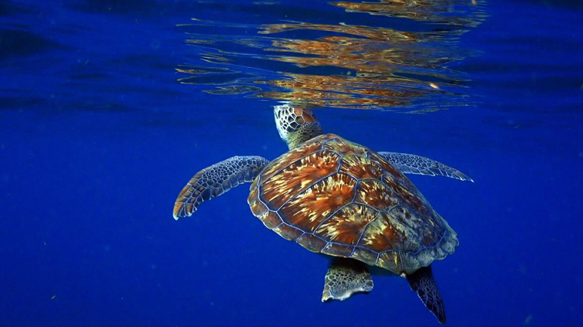 Tortue verte (Chelonia mydas) Parc naturel marin de Martinique - Copyright Benjamin Guichard / Office français de la biodiversité 