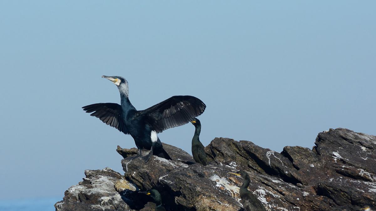 Parc naturel marin d'Iroise, Mer d'Iroise, Grand cormoran (Phalacrocorax carbo) -  Yannis Turpin / Office français de la biodiversité