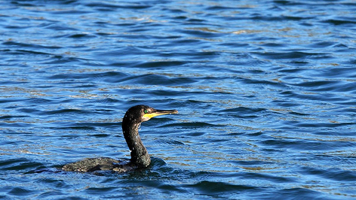Cormoran huppé (Phalacrocorax aristotelis) © Sylvain Dromzé / Office Français de la Biodiversité