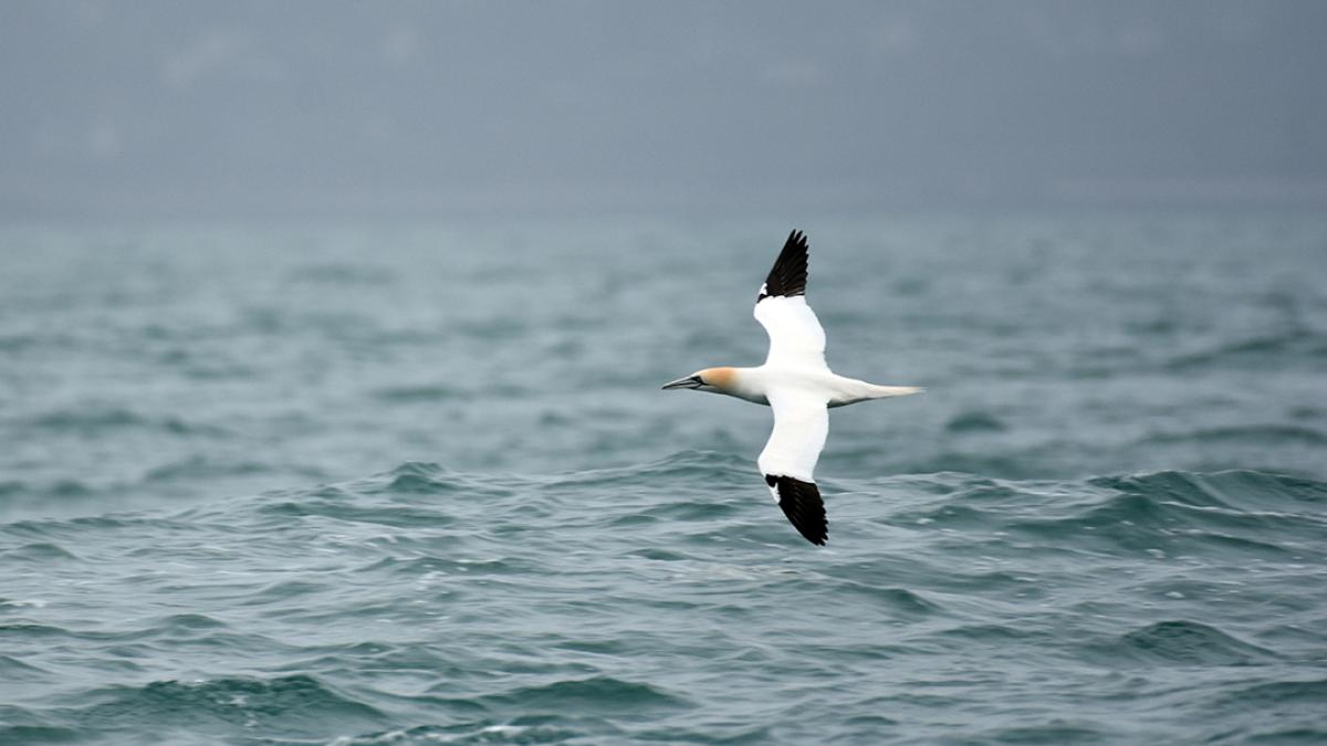 Fou de Bassan (Morus bassanus) © Benjamin Guichard / Office Français de la Biodiversité