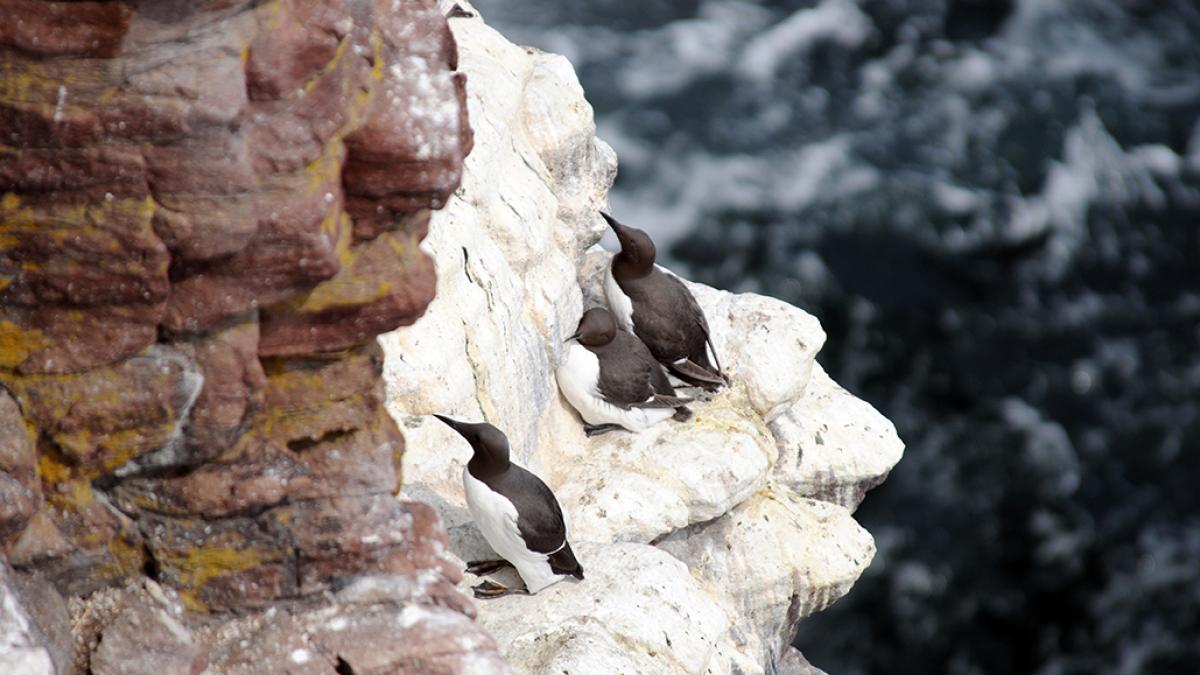 Guillemot de Troïl (Uria aalgue) © Benoît Dumeau / Office Français de la Biodiversité