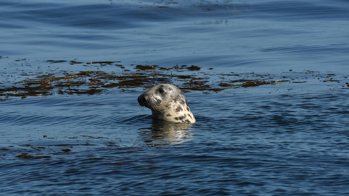 Phoque gris (Halichoerus grypus) © Hélène Mahéo / Office Français de la Biodiversité