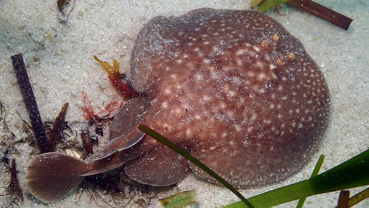 Raie torpille marbrée (Torpedo marmorata) © Benjamin Guichard / Office Français de la Biodiversité