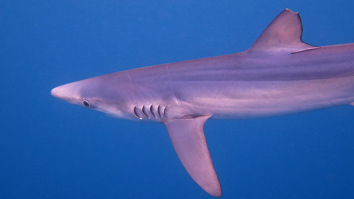 Requin peau bleue (Prionace glauca) © Alexandra Gigou / Office Français de la Biodiversité