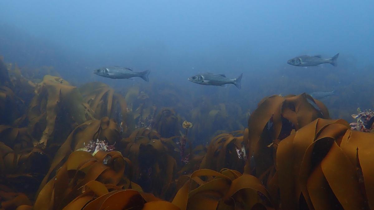Bars communs (Dicentrarchus labrax) © Livier Schweyer / Office Français de la Biodiversité