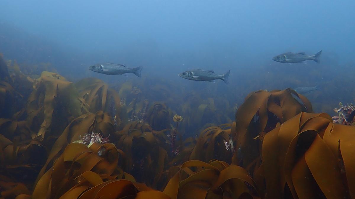 Bar commun (Dicentrarchus labrax) © Livier Schweyer / Office Français de la Biodiversité