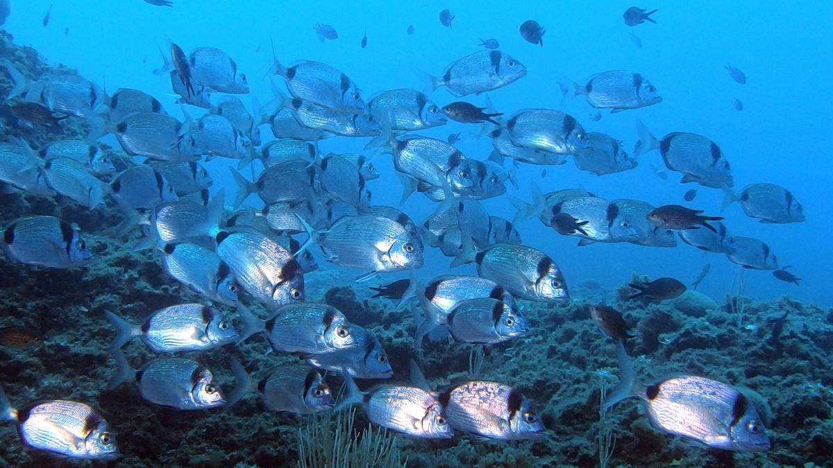 Sars à tête noire (Diplodus vulgaris) © Benjamin Guichard / Office Français de la Biodiversité