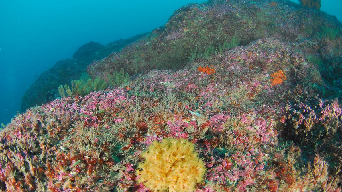 Tapis d'algues feuille de pierre (Lithophyllum sp.), anémones Mimosa de mer (Parazoanthus axinellae) et plumes d'or (Gymnangium montagui) sur un habitat rocheux © Thibault Schvartz / Office Français de la Biodiversité