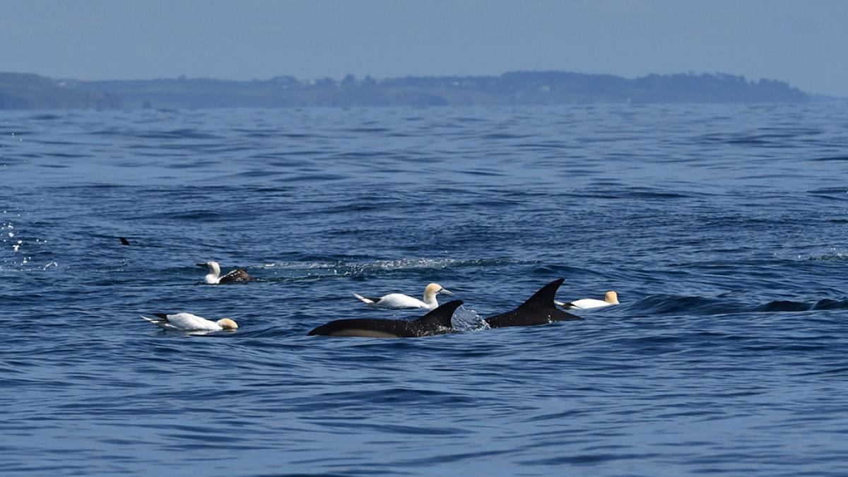 Dauphins communs (Delphinus delphis) et fous de Bassan (Morus bassanus) © Ambre Damour / Office Français de la Biodiversité
