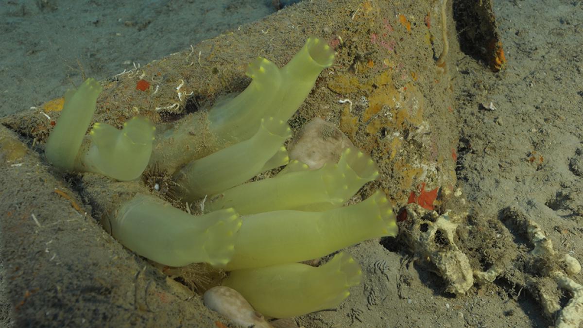Ciones jaunes de Edwards (Ciona edwardsi) © Laurent Ballesta / Office Français de la Biodiversité 