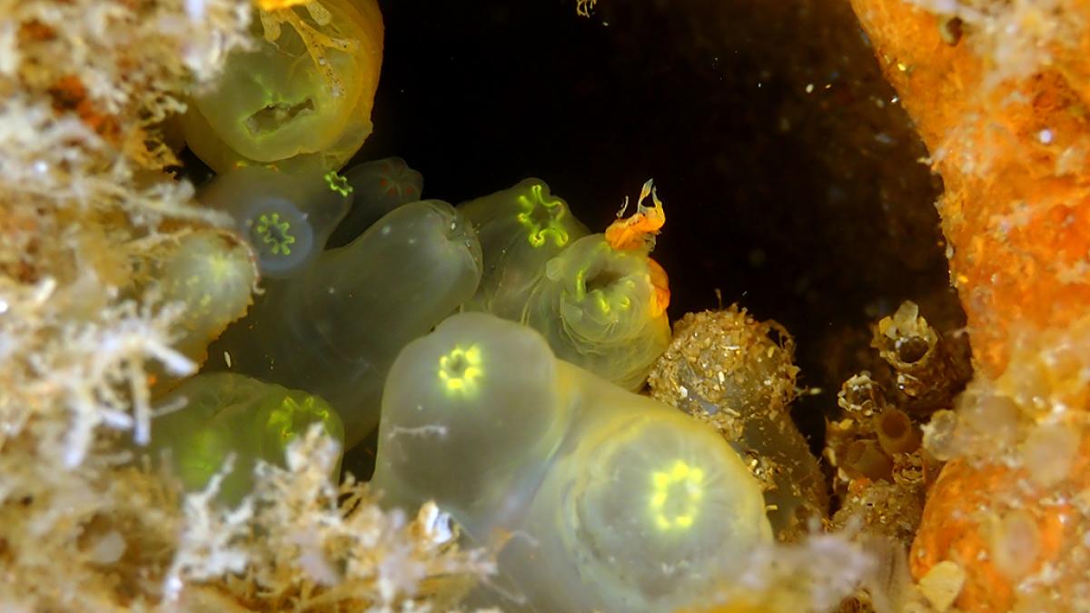 Ciones intestinales (Ciona intestinalis) © Benjamin Guichard / Office Français de la Biodiversité