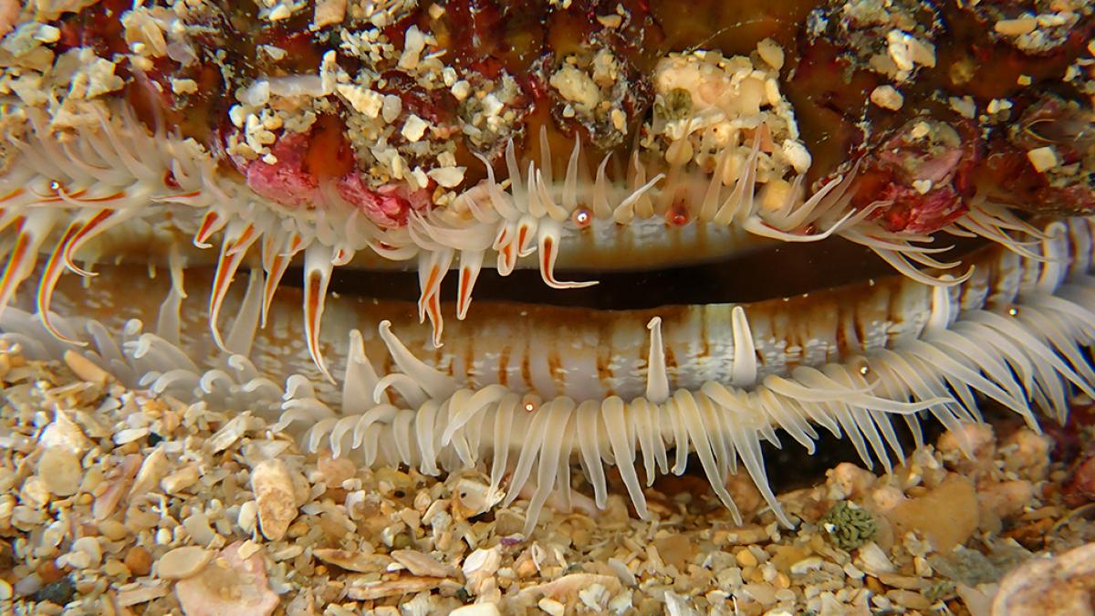 Coquille Saint-Jacques (Pecten maximus) - © Benjamin Guichard – Office Français de la Biodiversité