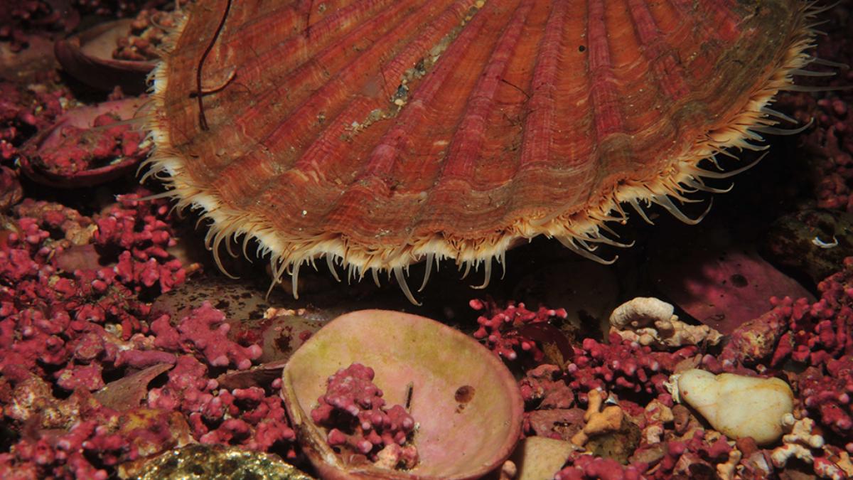 Coquille Saint-Jacques (Pecten maximus) © Erwan Amice / Office Français de la Biodiversité