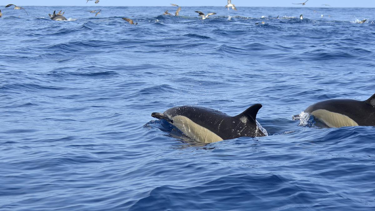 Dauphins communs à proximité de puffins cendrés chassant dans un banc de poisson Crédit Steven Piel - OFB