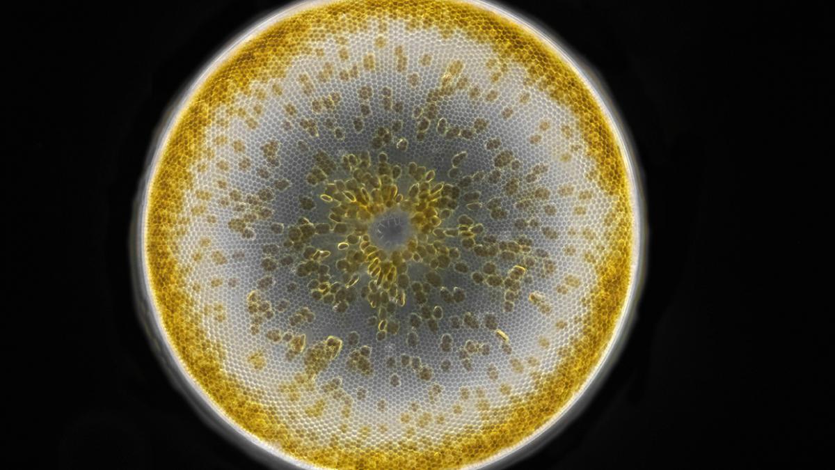 Phytoplancton : Exemples de taxons de microalgues étudié dans le projet :  Coscinodiscus (Coscinodiscus sp.) & Pleurosigma (Pleurosigma sp.) © Jan van Ijken