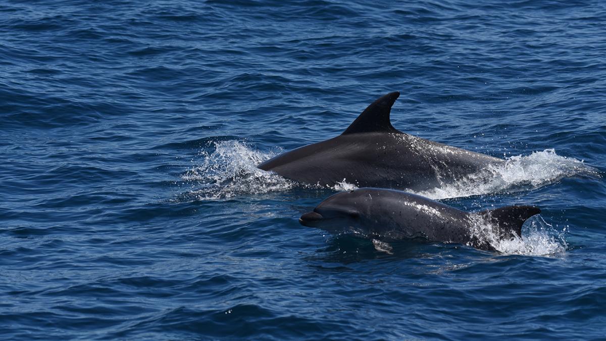 Grands dauphins (Tursiops truncatus) © Louis de Vries / Office Français de la Biodiversité