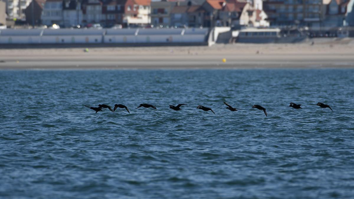 Macreuses noires (Melanitta nigra) © Sylvain Dromzé / Office Français de la Biodiversité
