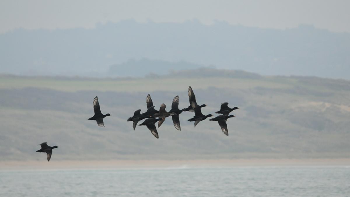 Macreuses noires (Melanitta nigra) © Mickaël Buanic / Office Français de la Biodiversité