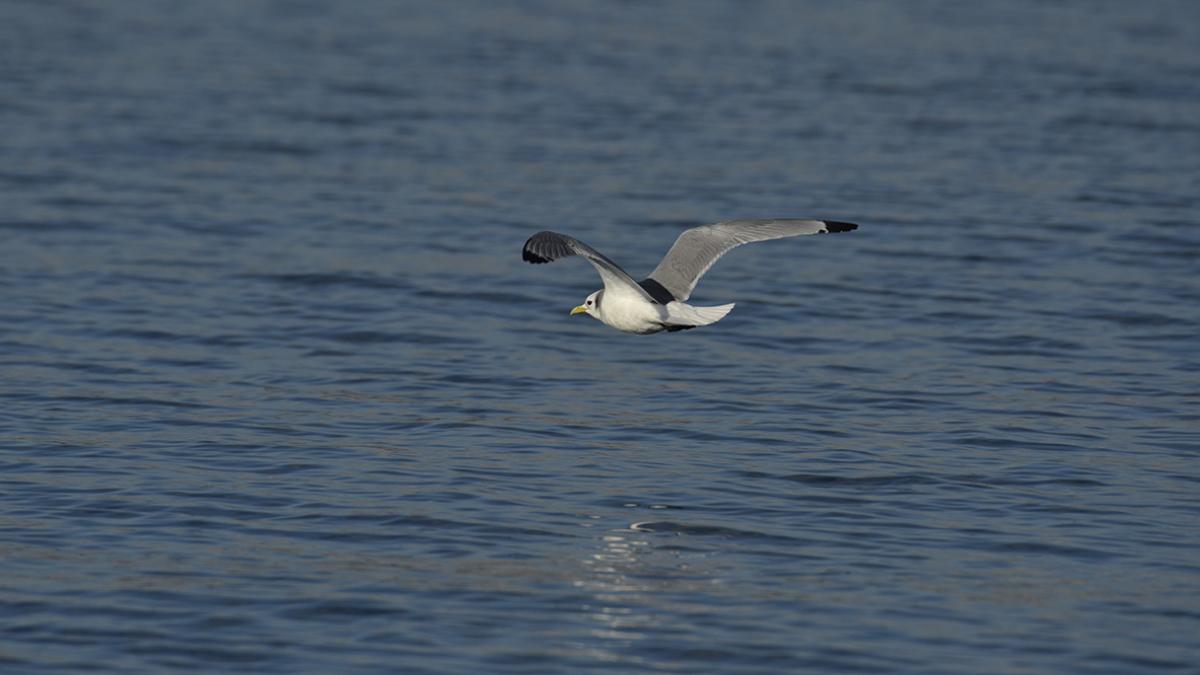 Mouettes tridactyles fréquentant les eaux du PNM GL en hiver - crédit Xavier Rozec
