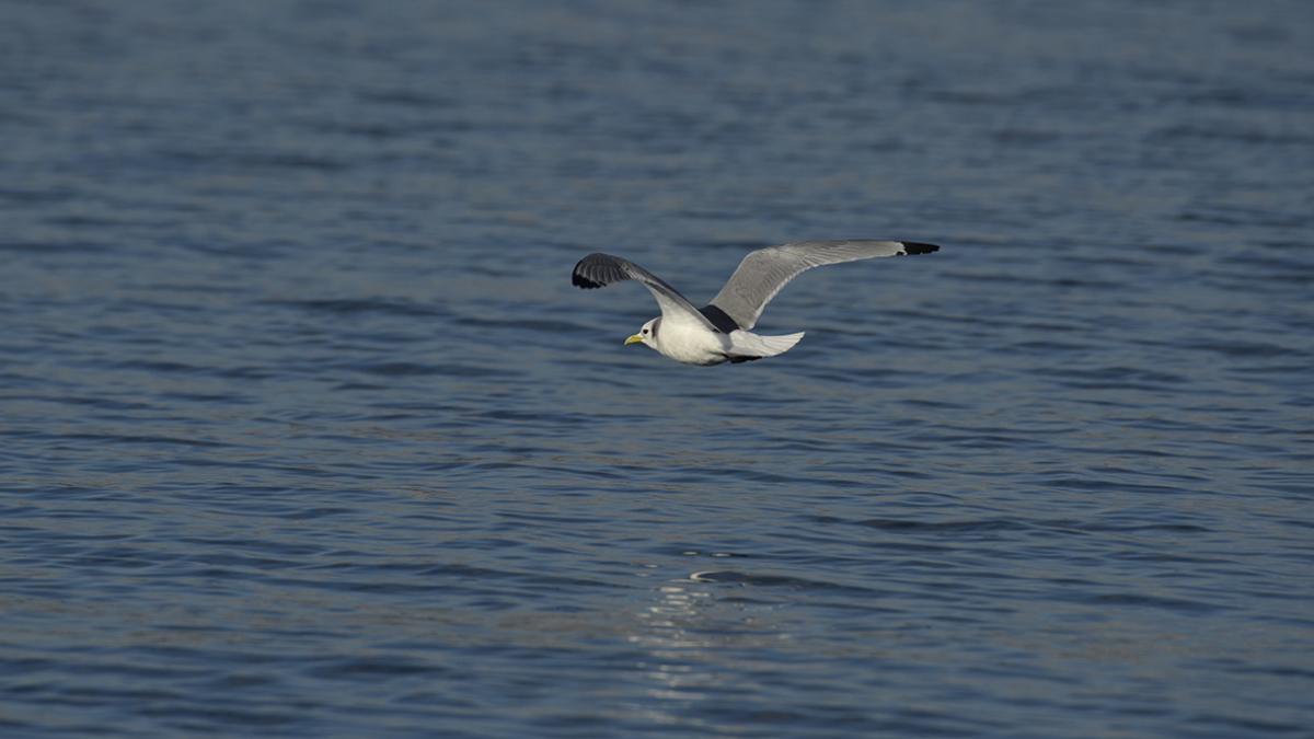 Mouette tridactyle (Rissa tridactyla) © Xavier Rozec / Office Français de la Biodiversité