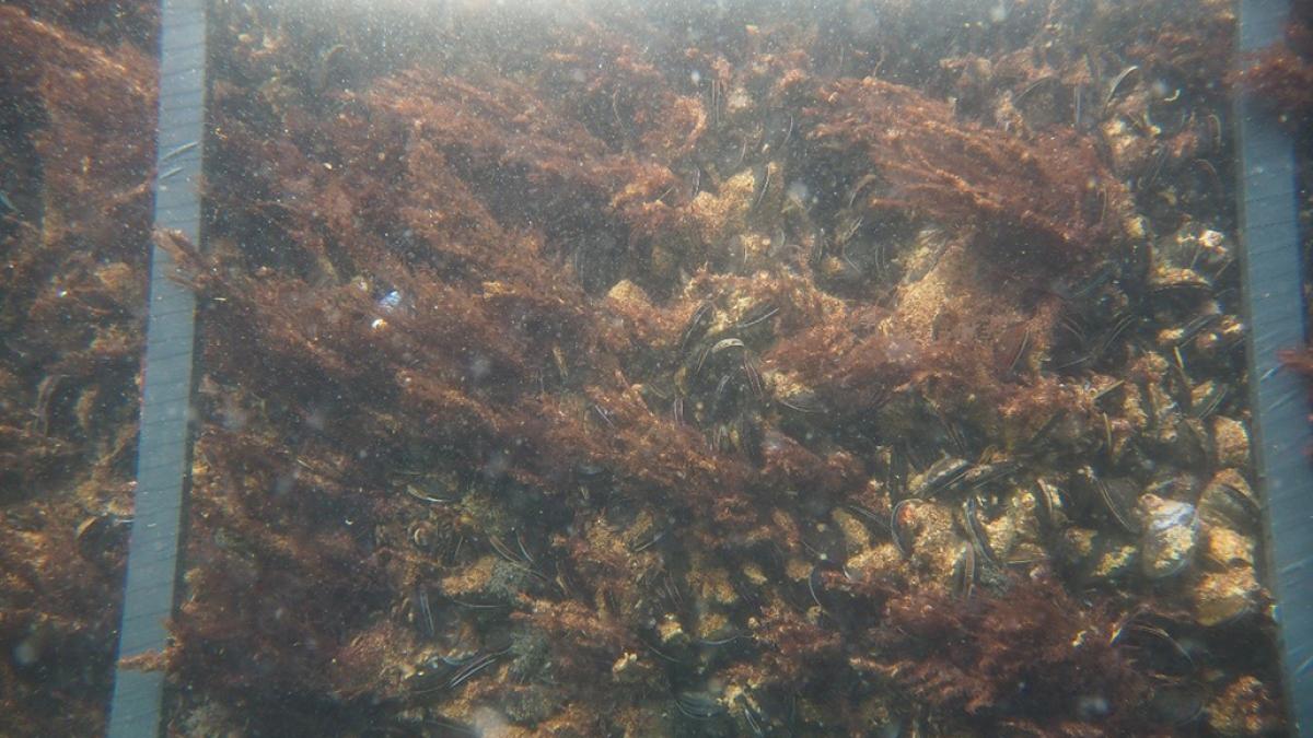 Bio-colonisation par les moules du flotteur FLOATGEN à 1 m sous la surface © A. Tancray (Ifremer)