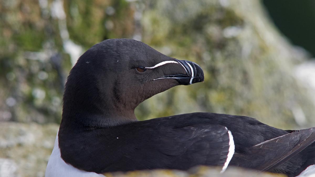 Pingouin torda (Alca torda) © Stéphane Beillard / Office Français de la Biodiversité
