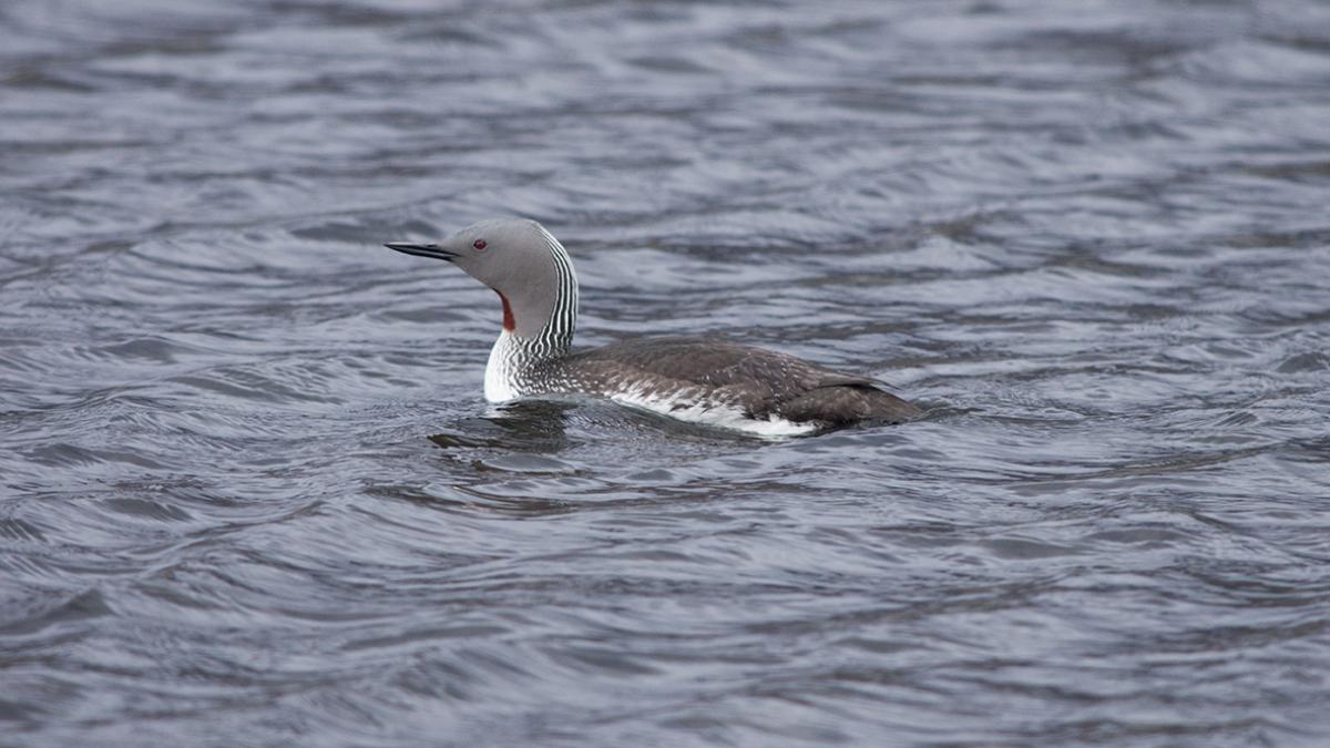 Plongeon catmarin (Gavia stellata) © Stéphane Beillard / Office Français de la Biodiversité