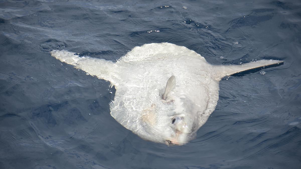 Poisson lune (Mola mola) © Alexandra Gigou / Office Français de la Biodiversité