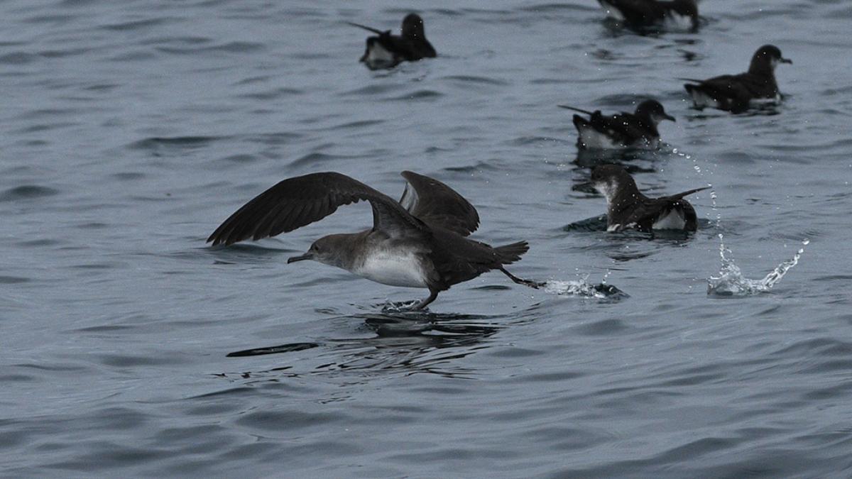 Puffin des Baléares (Puffinus mauretanicus) © Mickaël Buanic / Office Français de la Biodiversité