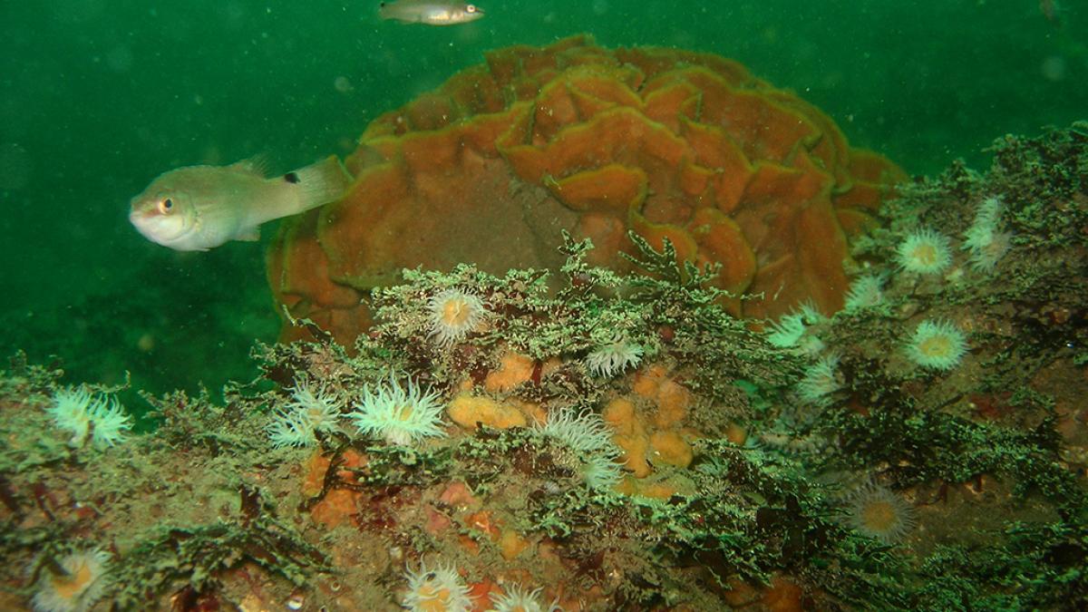 Rouquiés (Ctenolabrus rupestris), anémones marguerite (Actinothoe sphyrodeta) et rose de mer (Pentapora fascialis) dans un habitat rocheux © Thierry Lèques / Office Français de la Biodiversité