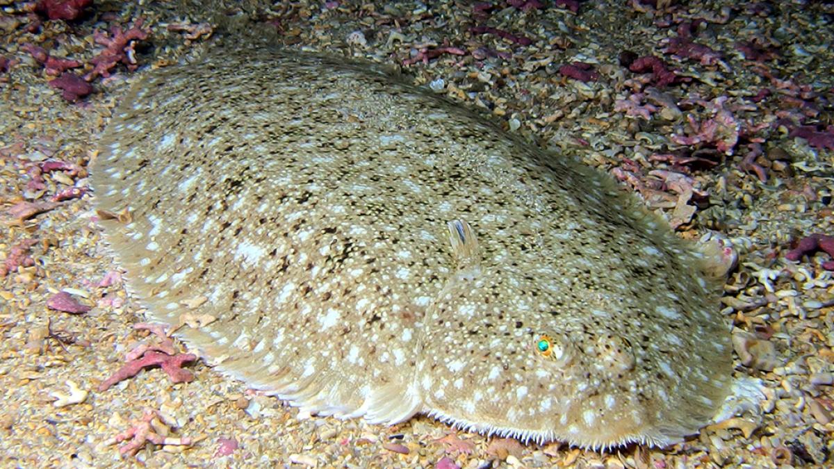 Sole commune (Solea solea) © Benjamin Guichard / Office Français de la Biodiversité