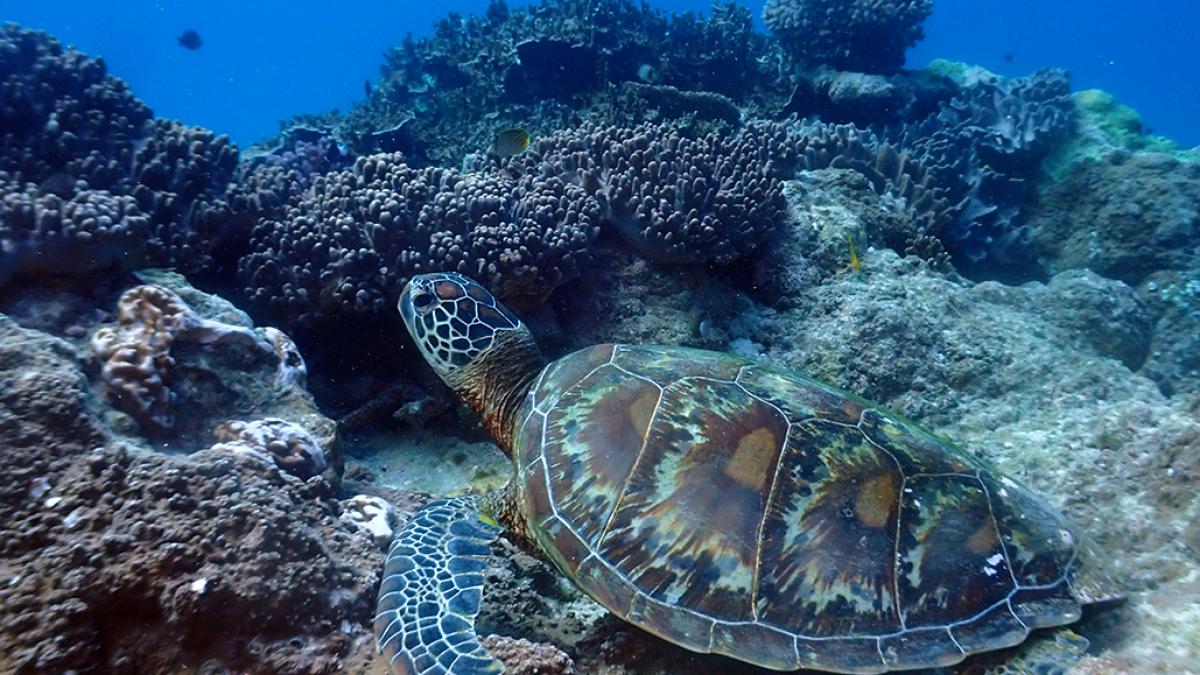 Tortue verte (Chelonia mydas) © Benjamin Guichard / Office Français de la Biodiversité