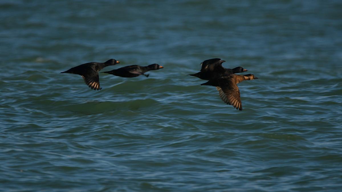Macreuses noires (Melanitta nigra) © Adrien Lambrechts / Office Français de la Biodiversité