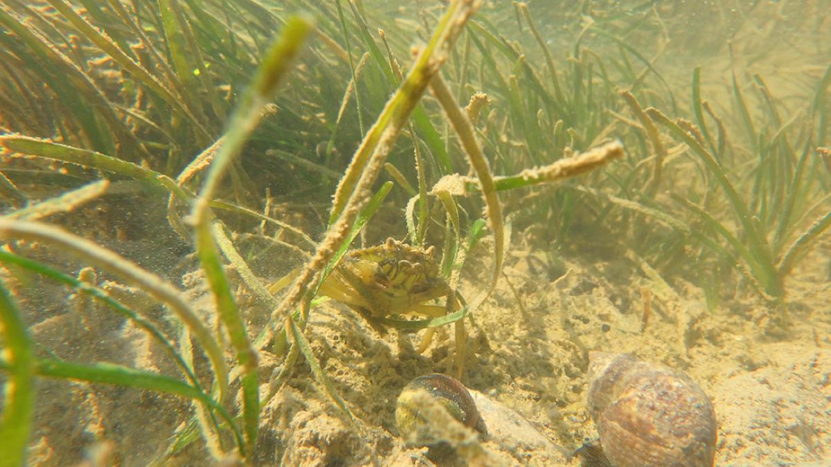 Herbier de zostères naines (Zostera noltii) © Richard Coz / Office Français de la Biodiversité