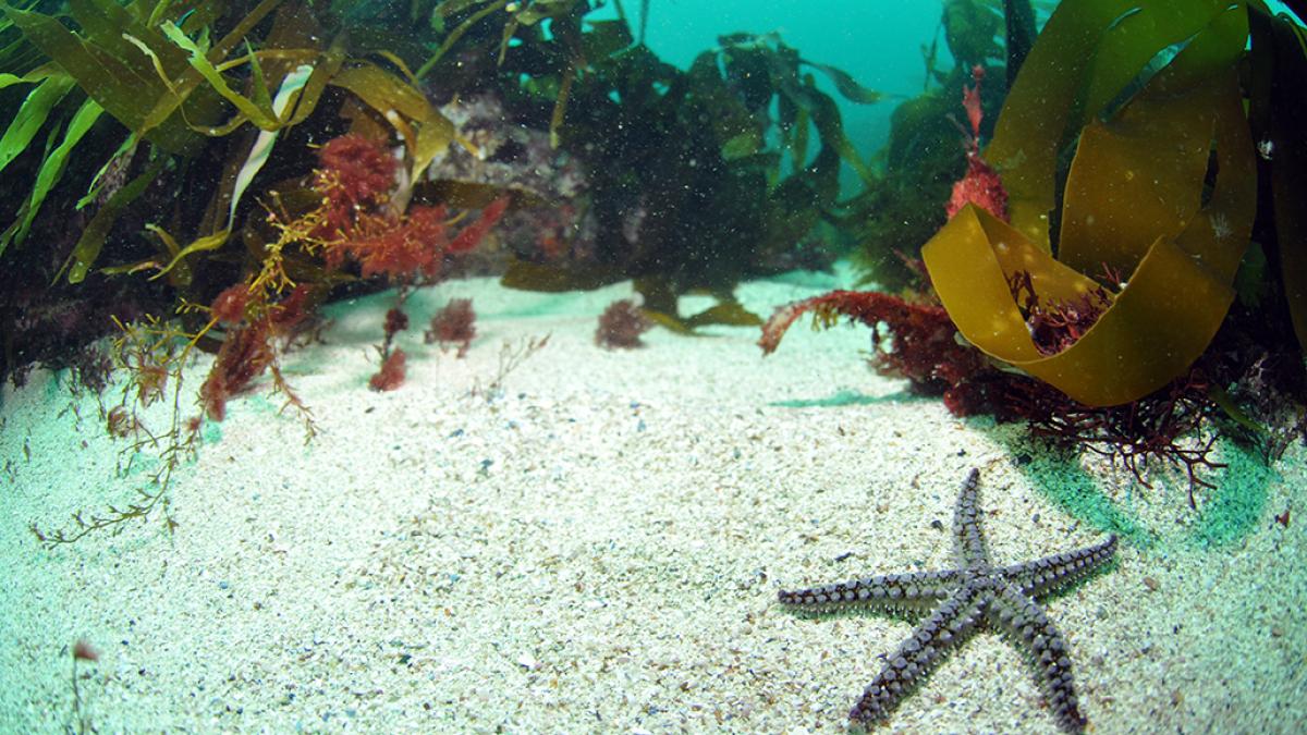 Une étoile de mer posée sur un fond sableux en mer d'iroise - crédit Yannis Turpin OFB