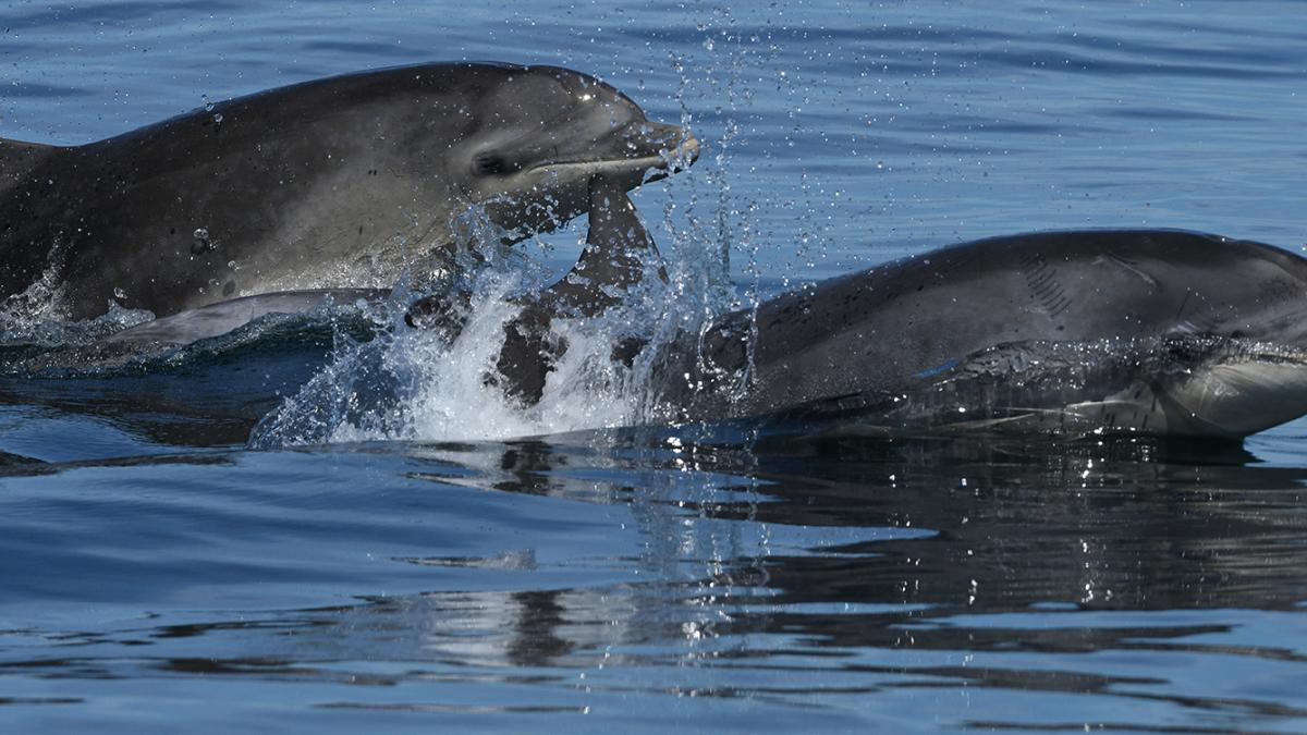 Grands dauphins - crédit photo Mickaël Buanic - OFB