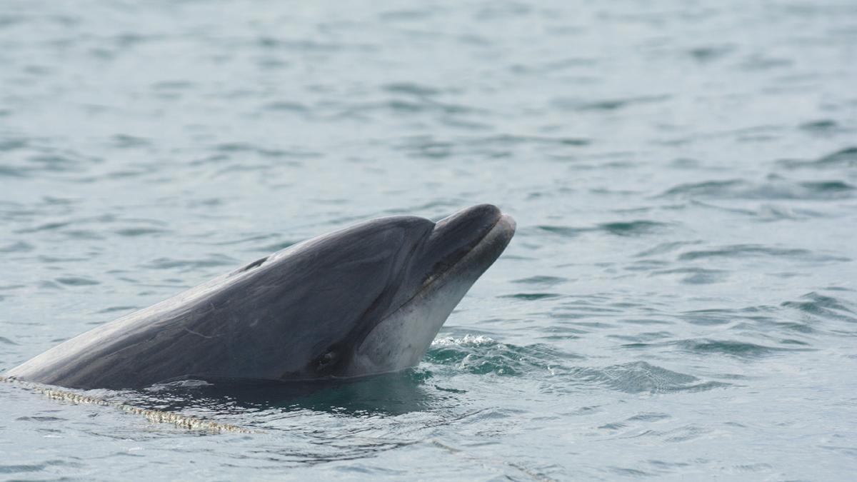 Randy Grand dauphin - crédit photo Karine Tournemille - OFB